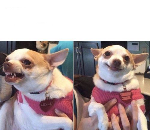 Angry Chihuahua Happy Chihuahua Dog meme template
