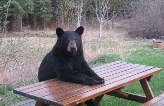 Bear At Picnic Table Thinking meme template variation