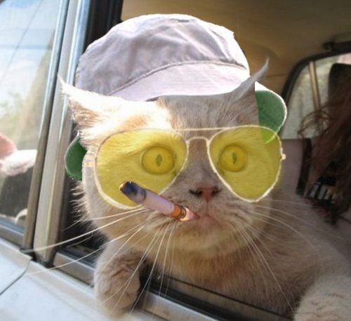 Fear And Loathing In Las Vegas meme template