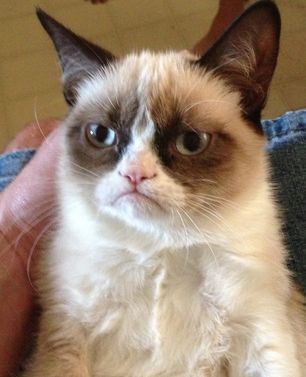 Grumpy Cat meme template variation