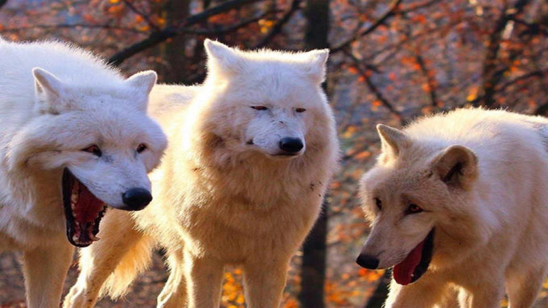 Laughing wolf meme template