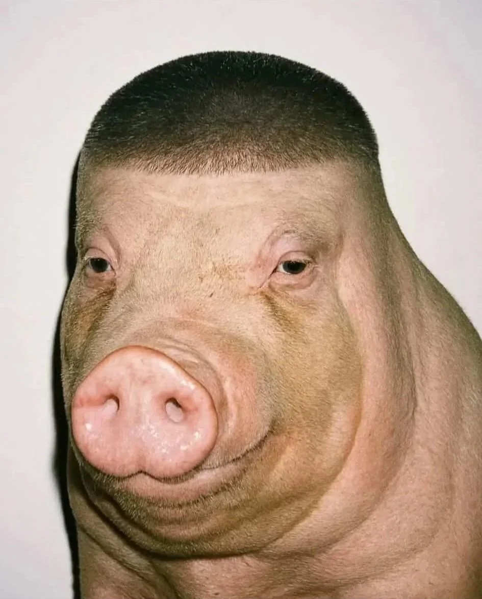 Pig with Low Taper Fade Human Haircut meme template