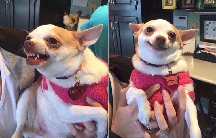 Angry Chihuahua Happy Chihuahua Dog meme template